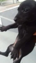 Cachorro