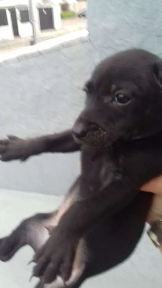 Cachorro ra a Sem raça  idade 2 a 6 meses nome Cachorro