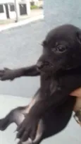 Cachorro