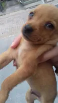 Cachorro