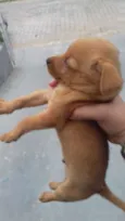 Cachorro