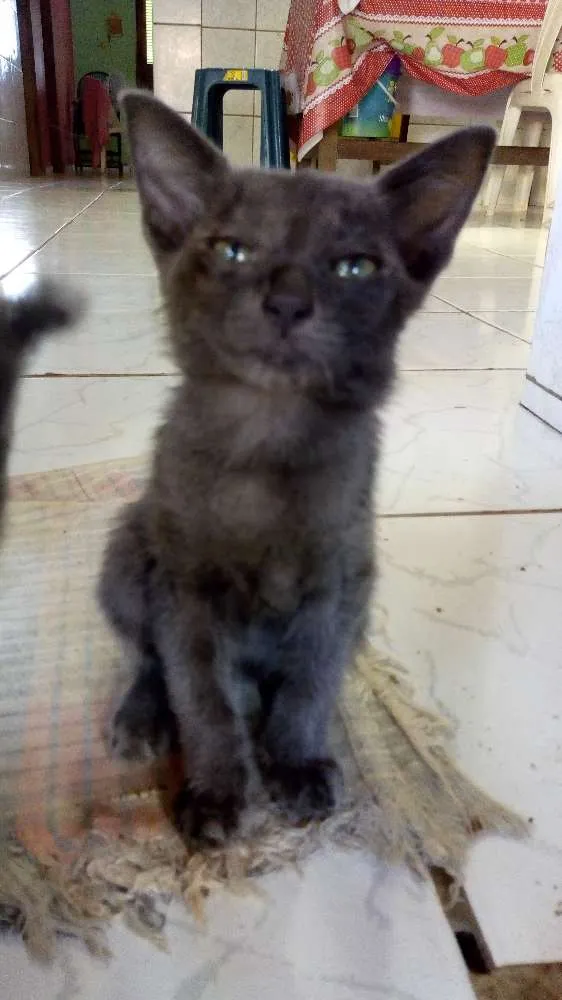 Gato raça Vira-lata idade 2 a 6 meses nome Banguela