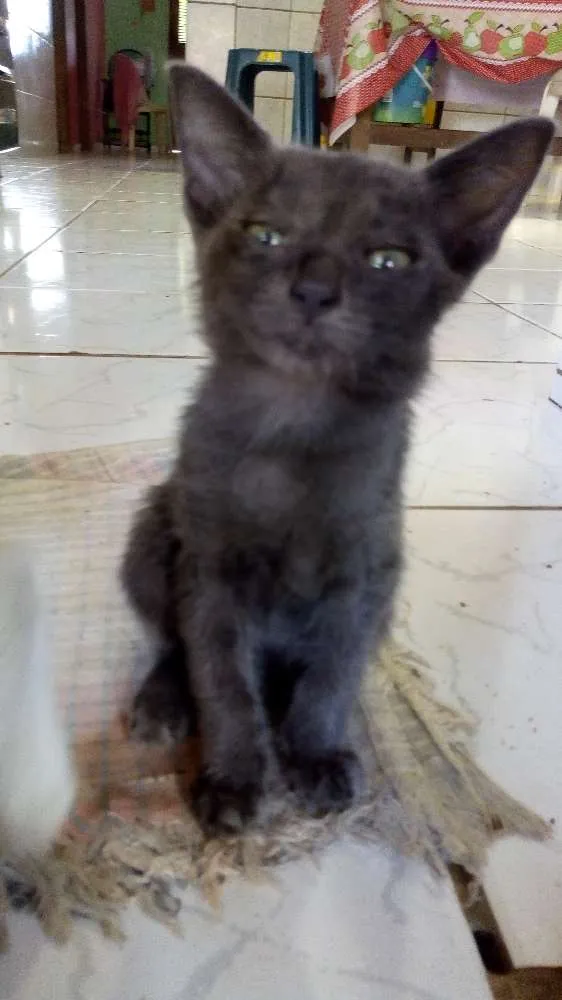 Gato raça Vira-lata idade 2 a 6 meses nome Banguela