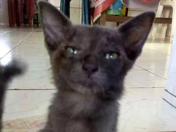 Gato raça Vira-lata idade 2 a 6 meses nome Banguela