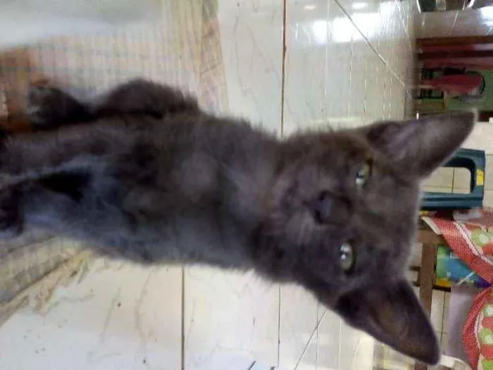 Gato raça Vira-lata idade 2 a 6 meses nome Banguela