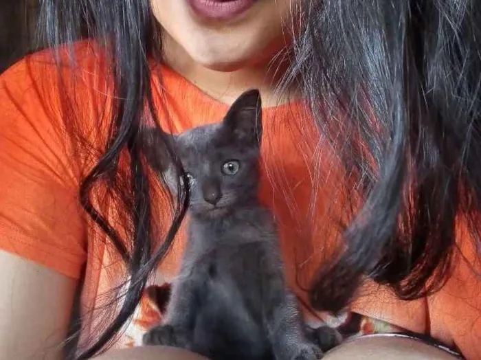 Gato raça Vira-lata idade 2 a 6 meses nome Banguela