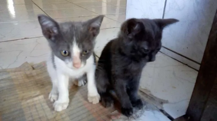 Gato raça Vira-lata idade 2 a 6 meses nome Romeu