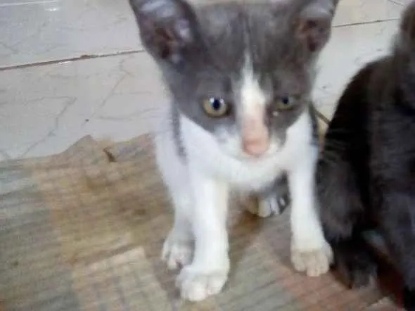 Gato raça Vira-lata idade 2 a 6 meses nome Romeu
