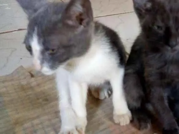Gato raça Vira-lata idade 2 a 6 meses nome Romeu