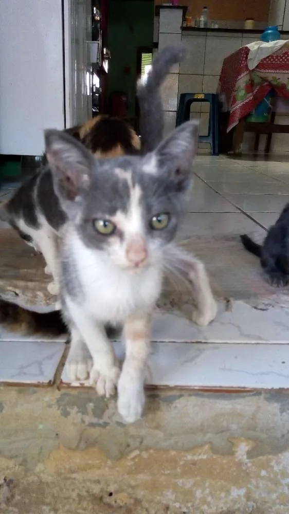 Gato raça Vira-lata idade 2 a 6 meses nome Mel
