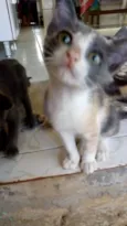 Mel