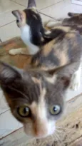 Mel