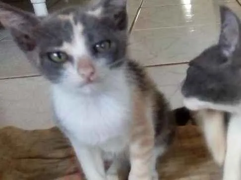 Gato raça Vira-lata idade 2 a 6 meses nome Mel