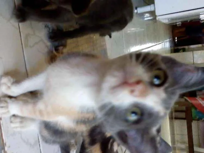 Gato raça Vira-lata idade 2 a 6 meses nome Mel
