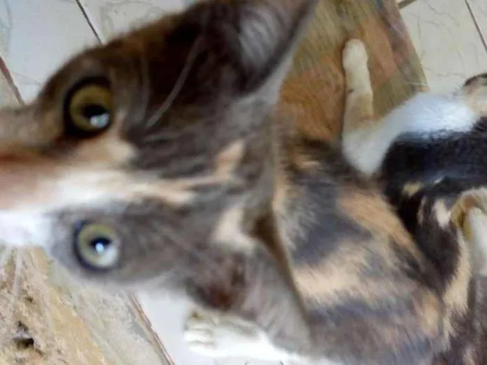 Gato raça Vira-lata idade 2 a 6 meses nome Mel