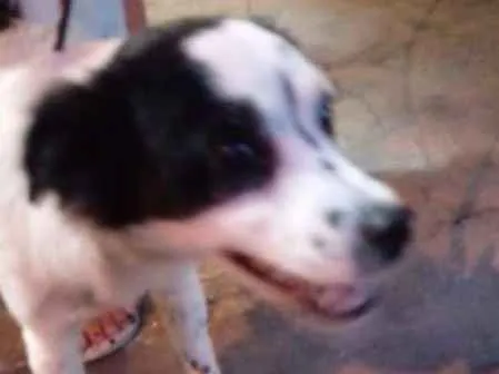 Cachorro ra a srd idade 1 ano nome Fêmea porte pequeno