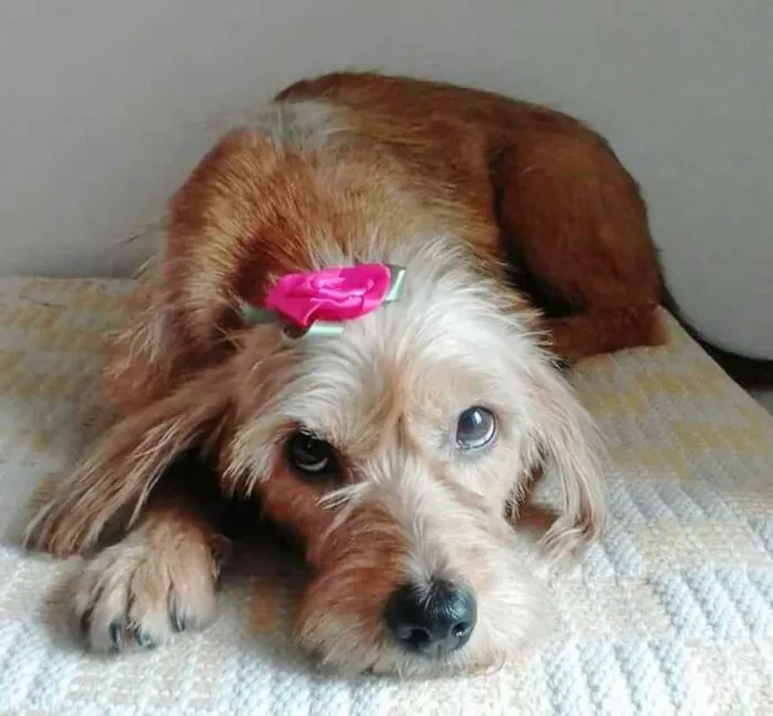 Cachorro ra a MESTIÇA COCKER idade 3 anos nome MEL