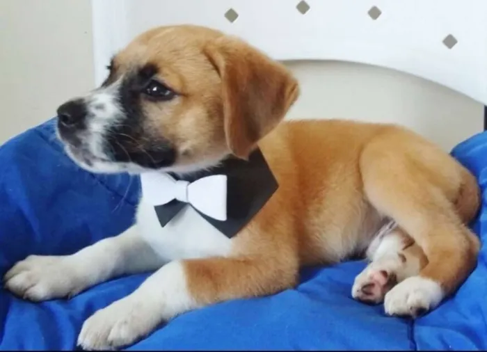 Cachorro ra a SRD idade 2 a 6 meses nome TICO