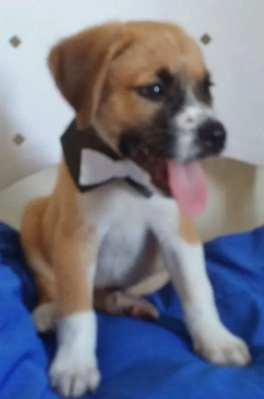 Cachorro ra a SRD idade 2 a 6 meses nome TICO