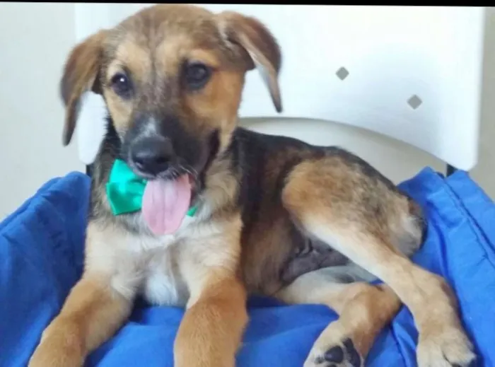 Cachorro ra a SRD idade 2 a 6 meses nome TECO