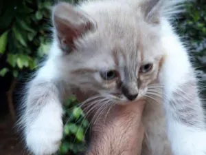Gato raça  idade 2 a 6 meses nome Sem nome