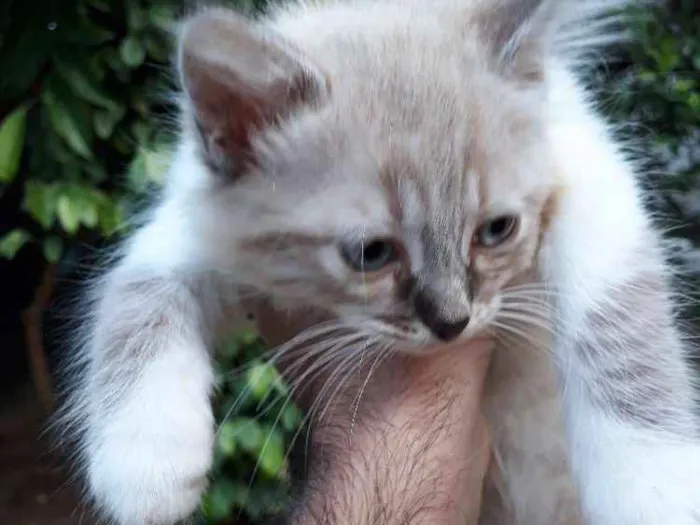 Gato ra a  idade 2 a 6 meses nome Sem nome