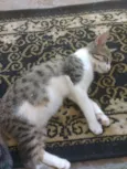 Bela