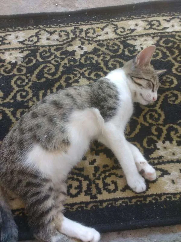 Gato raça  idade 2 a 6 meses nome Bela
