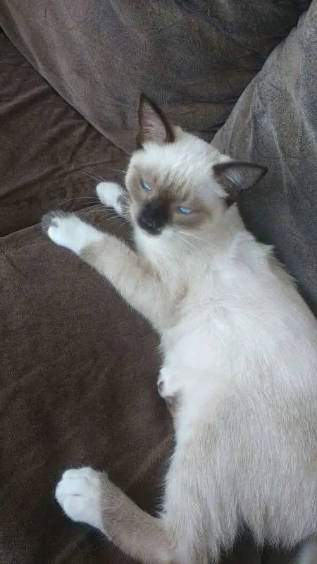 Gato raça  idade 2 a 6 meses nome Belinha