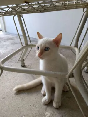 Gato raça  idade 2 a 6 meses nome Não tem