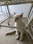 Não tem