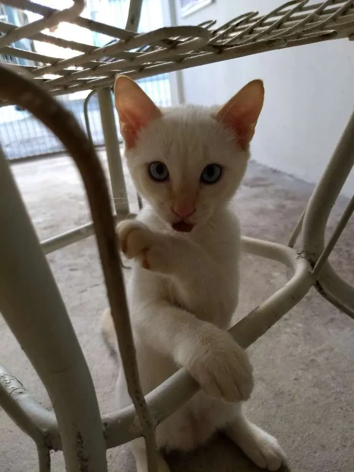 Gato raça  idade 2 a 6 meses nome Não tem