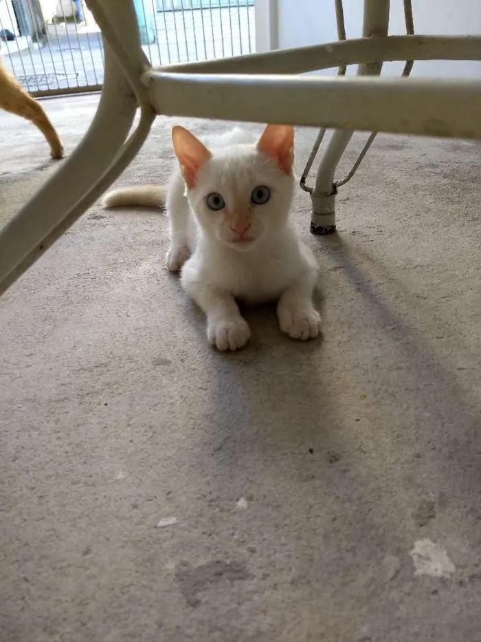 Gato raça  idade 2 a 6 meses nome Não tem