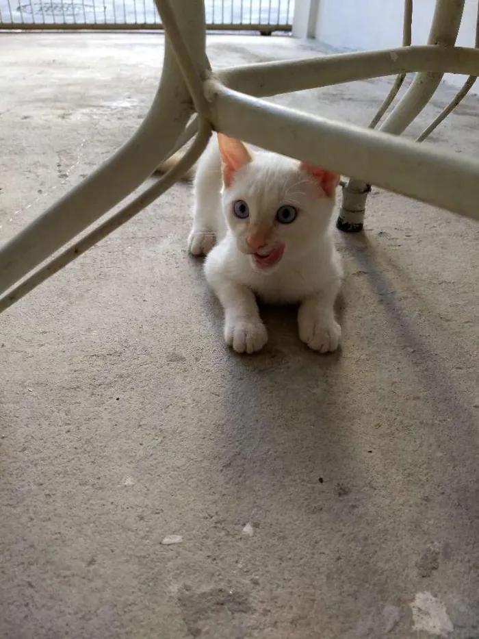 Gato raça  idade 2 a 6 meses nome Não tem