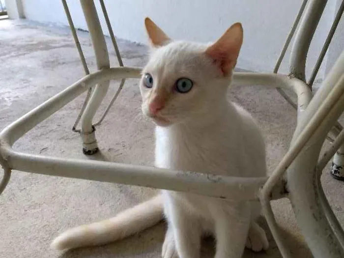 Gato raça  idade 2 a 6 meses nome Não tem