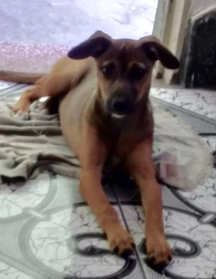 Cachorro ra a Srd idade 2 a 6 meses nome Marie