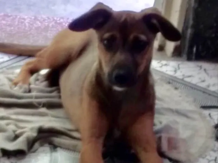 Cachorro ra a Srd idade 2 a 6 meses nome Marie