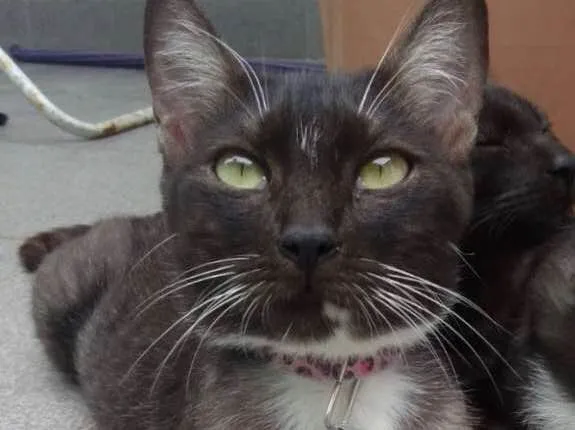 Gato ra a SRD idade 1 ano nome VALENTINA