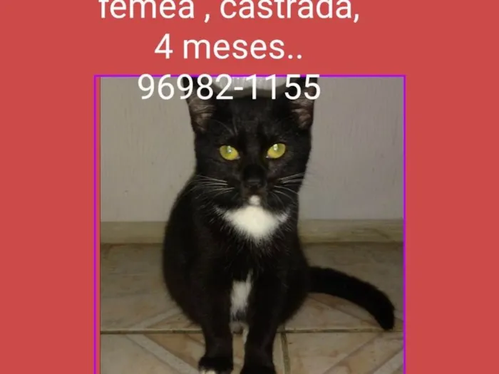 Gato ra a SRD idade 1 ano nome VALENTINA