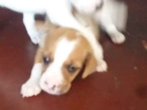 Cachorro ra a Vira lata idade Abaixo de 2 meses nome Leonardo