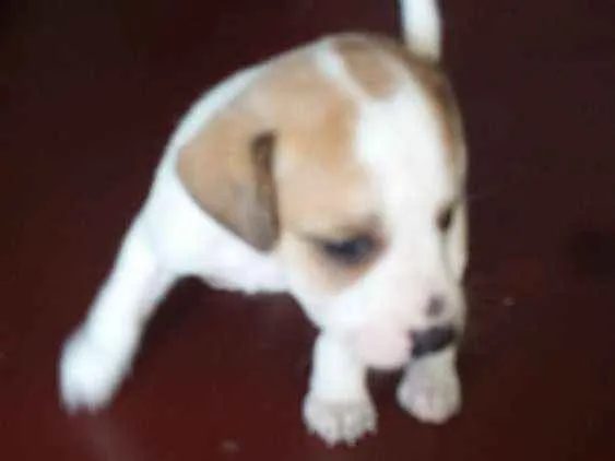 Cachorro ra a Vira lata idade Abaixo de 2 meses nome Leonardo