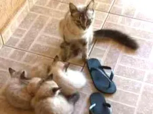 Gato raça siamês idade 2 a 6 meses nome não tem nome
