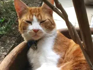 Gato raça Srd idade 2 anos nome Tiger