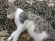 Bela