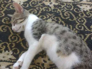 Gato raça  idade 2 a 6 meses nome Bela