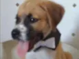 TICO
