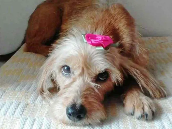 Cachorro ra a MESTIÇA COCKER idade 3 anos nome MEL