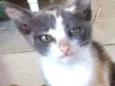 Romeu
