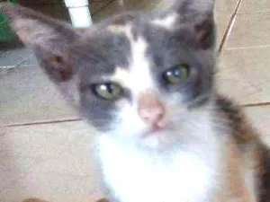 Gato raça Vira-lata idade 2 a 6 meses nome Romeu