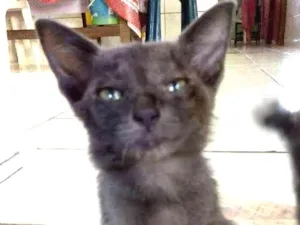 Gato raça Vira-lata idade 2 a 6 meses nome Banguela